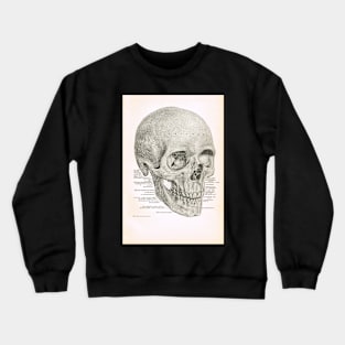 Human Skull, 19th Century illustration Crewneck Sweatshirt